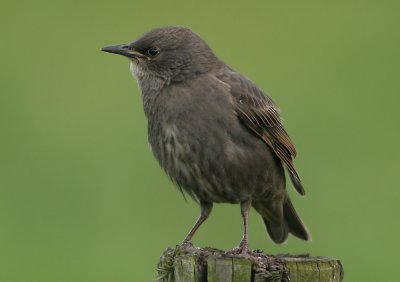 Common Starling - Sturnus vulgaris (Spreeuw)