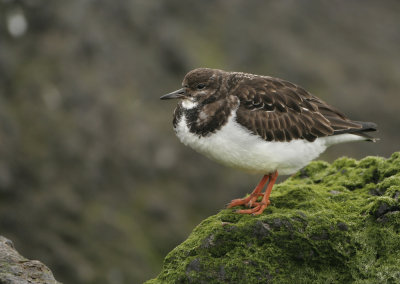 Ruddy Turnstone - Arenaria interpres (Steenloper)