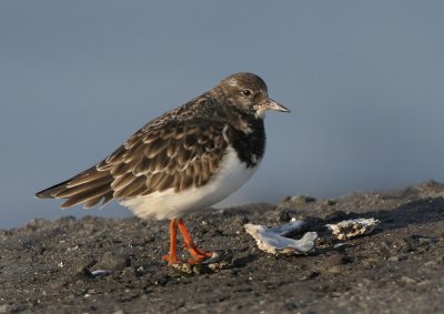 Ruddy Turnstone - Arenaria interpres (Steenloper)