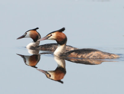 Great Crested Grebe - Podiceps cristatus (Fuut)