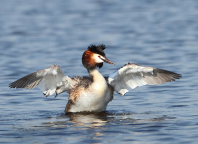 Great Crested Grebe - Podiceps cristatus (Fuut)