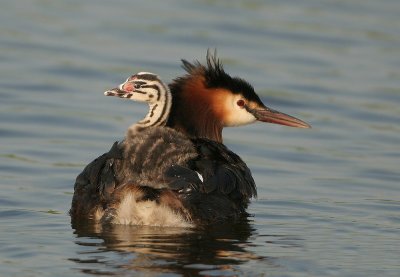 Great Crested Grebe - Podiceps cristatus (Fuut)