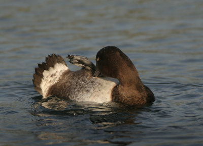 Ferruginous Duck X Common Pochard