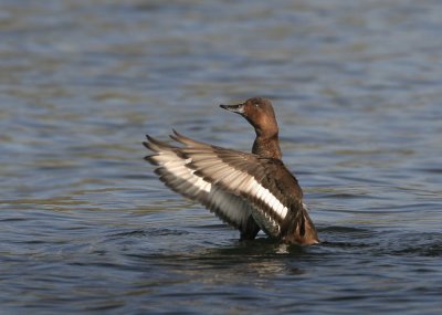 Ferruginous Duck X Common Pochard