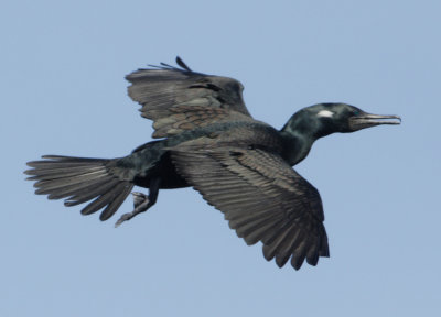 Indian Cormorant - Phalacrocorax fuscicollis (Indische Aalscholver)