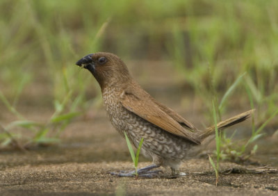 Scaly-breasted Munia - Lonchura punctulata (Muskaatvink)