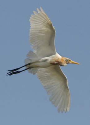 Cattle Egret - Bubulcus ibis coromandus (Koereiger)