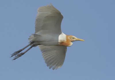 Cattle Egret - Bubulcus ibis coromandus (Koereiger)
