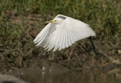 Cattle Egret - Bubulcus ibis coromandus (Koereiger)