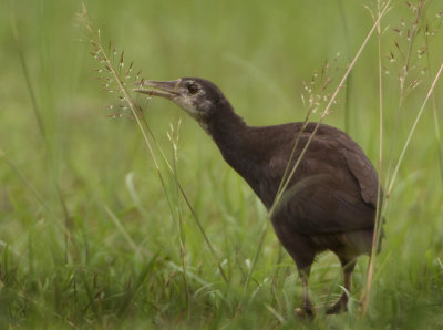 White-breasted Waterhen - Amaurornis phoenicurus (Witborstwaterhoen)