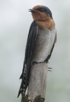 Pacific Swallow - Hirundo tahitica (Zuidzeezwaluw)