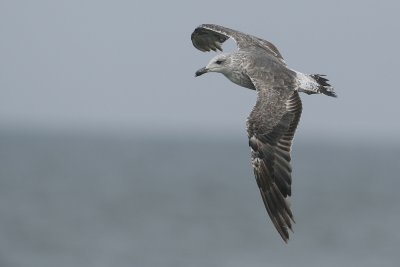 Lesser Black-backed Gull - Larus fuscus (Kleine Mantelmeeuw)
