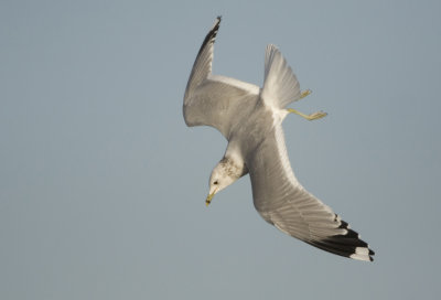 European Common Gull - Larus canus canus (Europese Stormmeeuw)