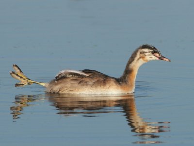 Great Crested Grebe - Podiceps cristatus (Fuut)