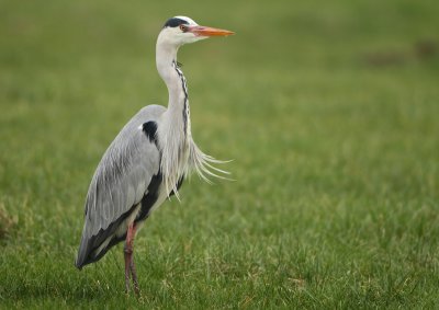 Grey Heron - Ardea cinerea (Blauwe Reiger)