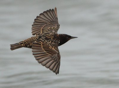 Common Starling - Sturnus vulgaris (Spreeuw)