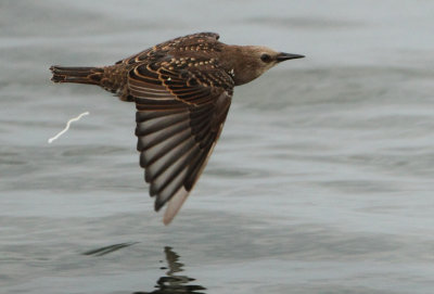 Common Starling - Sturnus vulgaris (Spreeuw)