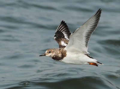 Ruddy Turnstone - Arenaria interpres (Steenloper)