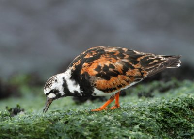 Ruddy Turnstone - Arenaria interpres (Steenloper)