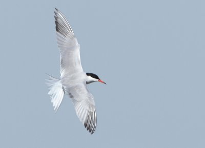 Common Tern - Sterna hirundo (Visdief)