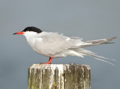 Common Tern - Sterna hirundo (Visdief)