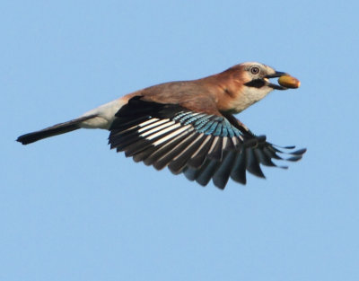 Eurasian Jay - Garrulus glandarius (Vlaamse Gaai)