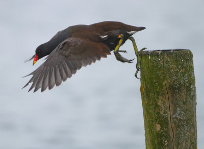 Common Moorhen - Gallinula chloropus (Waterhoen)