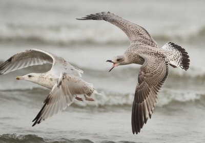 Herring Gull - Larus argentatus (Zilvermeeuw)