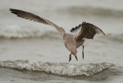 Herring Gull - Larus argentatus (Zilvermeeuw)