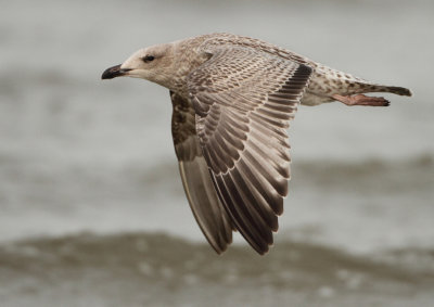 Herring Gull - Larus argentatus (Zilvermeeuw)