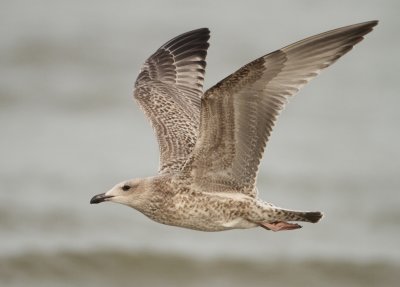 Herring Gull - Larus argentatus (Zilvermeeuw)