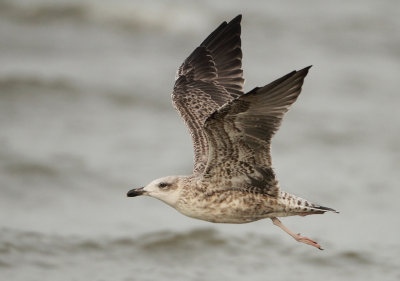 Herring Gull - Larus argentatus (Zilvermeeuw)