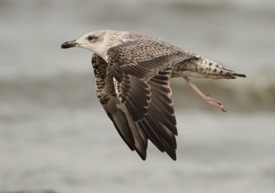 Herring Gull - Larus argentatus (Zilvermeeuw)
