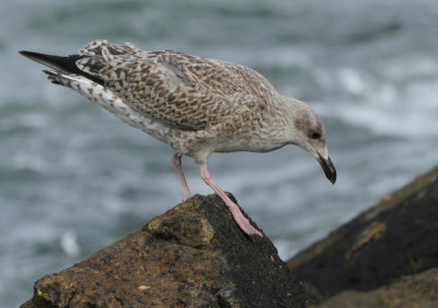 Herring Gull - Larus argentatus (Zilvermeeuw)