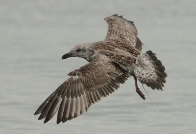 Herring Gull - Larus argentatus (Zilvermeeuw)
