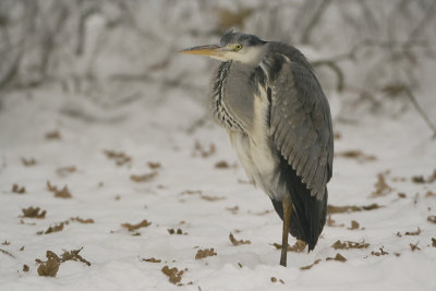 Grey Heron - Ardea cinerea (Blauwe Reiger)