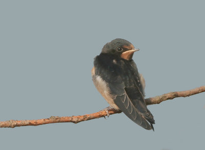 Barn Swallow - Hirundo rustica (Boerenzwaluw)