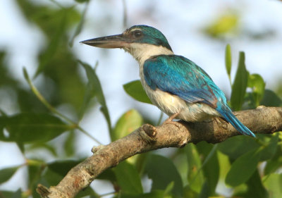 Collared Kingfisher -Todiramphus collaris