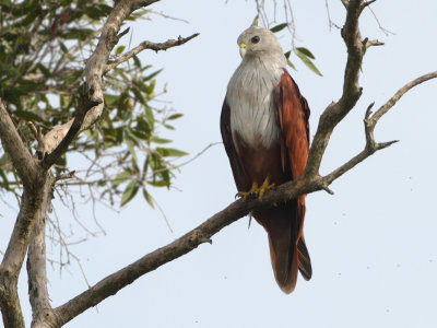 Brahminy Kite - Haliastur indus (Brahmaanse Wouw)