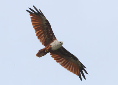 Brahminy Kite - Haliastur indus (Brahmaanse Wouw)