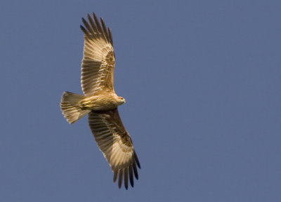 Brahminy Kite - Haliastur indus (Brahmaanse Wouw)