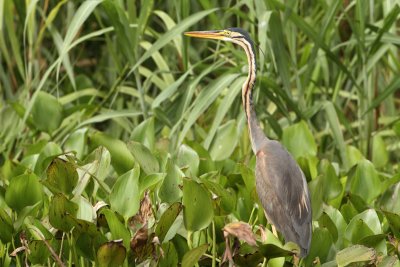 Purple Heron - Ardea purpurea manillensis (Purperreiger)