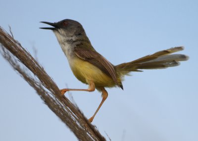 Yellow-bellied Prinia - Prinia flaviventris (Geelbuikprinia)