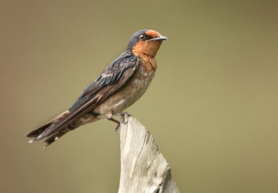 Pacific Swallow - Hirundo tahitica (Zuidzeezwaluw)