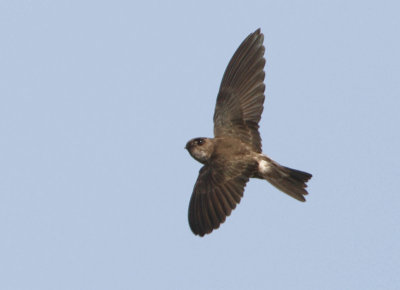 Germains Swiftlet - Collocalia germani