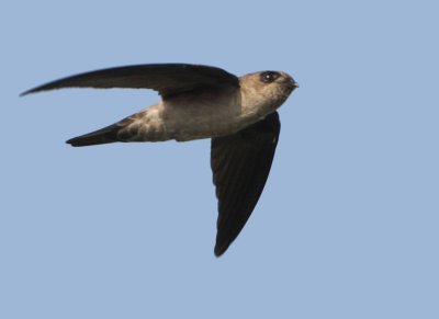 Germains Swiftlet - Collocalia germani