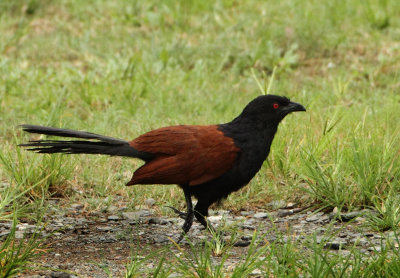 Greater Coucal - Centropus sinensis