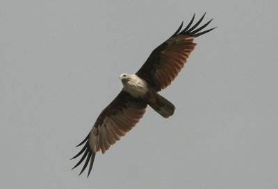 Brahminy Kite - Haliastur indus (Brahmaanse Wouw)
