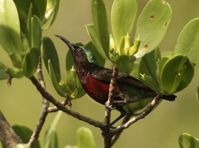 Van Hasselt's Sunbird - Leptocoma brasiliana