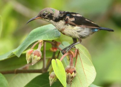 Van Hasselt's Sunbird - Leptocoma brasiliana
